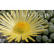 Fenestraria rhopalophylla - Seed